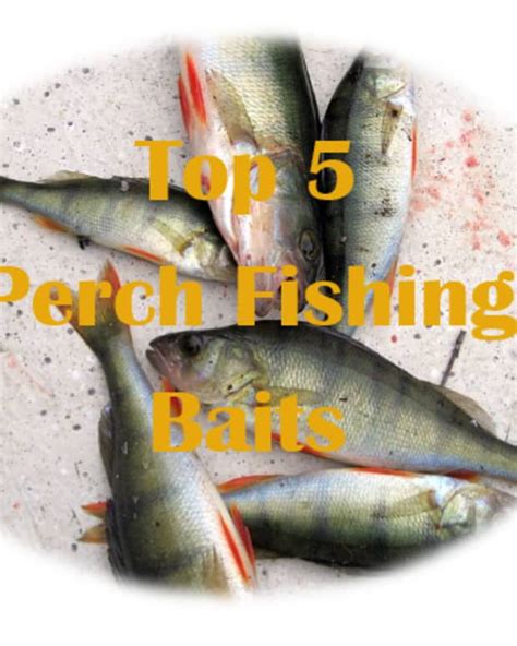 Top 5 Best Trout Baits Skyaboveus Outdoors
