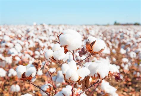 Top Cotton Producing Countries In The World Worldatlas