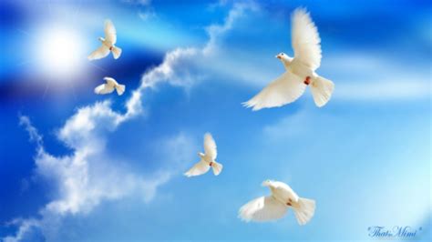 Doves Peace Hd Desktop Wallpaper Widescreen High Definition