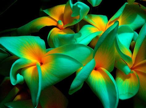 Top 15 Most Exotic Flowers Around The World