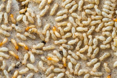 Termites Vs Bed Bugs How Can You Tell Them Apart Pestqueen