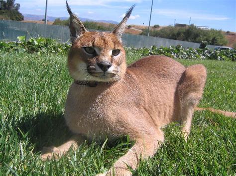Caracal Wildlife Facts And New Photos The Wildlife