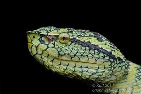 Up Close With A Beautiful Female Waglers Pit Viper Tropidolaemus