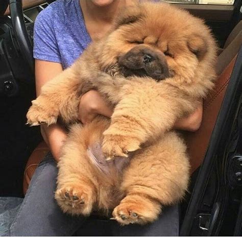 14 Lovely Pictures Of Chow Chows To Make You Fall In Love With Them