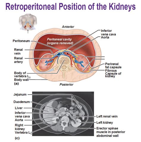 Adipose tissue known as perirenal fat surrounds the kidneys and acts as protective padding. retroperitoneal position of the kidney