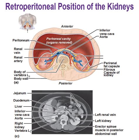 The rib cage merges into the player, instead of being pierced into them like the mysterious arrow. retroperitoneal position of the kidney