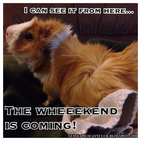 Pigs are awesome animals and super funny pets! Guinea Pigs' Cavy Club Tips & Pics: Guinea Pig Funnies ...