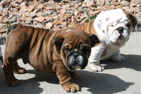 Bulldogs and pugs are basically the same anyway. bulldog pug mix - Yahoo Search Results Yahoo Image Search ...