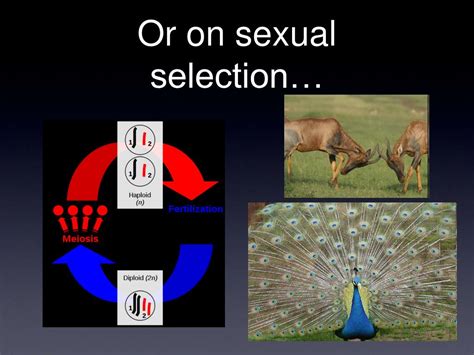 Ppt What Is Sex Powerpoint Presentation Free Download Id 5656007 Free