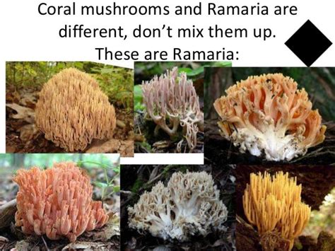 Are Coral Mushrooms Edible All Mushroom Info