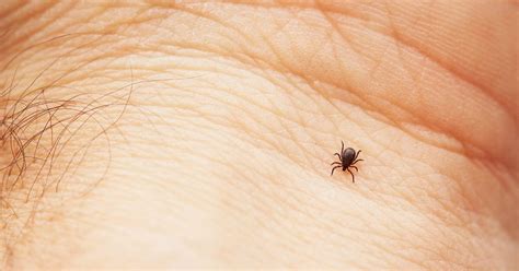 Ticks During Winter Months Pointe Pest Control