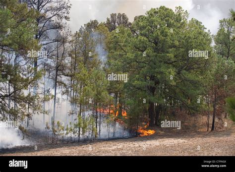 A Wlidfire Rages Through The Texas Loblolly Pines Around Bastrop Texas