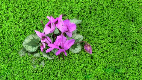 Bright Pink Flowers In Green Plants Free Stock Photo Public Domain Pictures