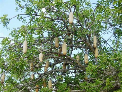 The Bizarre Fruit Of The Sausage Tree Africa Geographic
