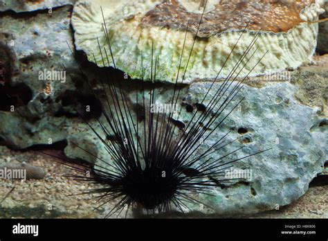 Long Spined Sea Urchin Diadema Setosum Stock Photo Alamy