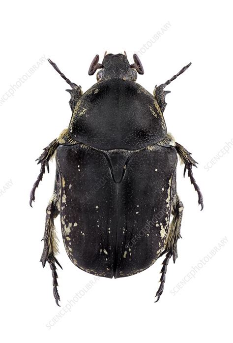 Flower Chafer Stock Image C0237978 Science Photo Library