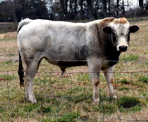 Beaver Creek Farm Piedmontese Cattle