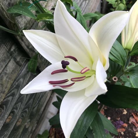 Lilium Pretty Woman Lily Pretty Woman Other In Gardentags Plant