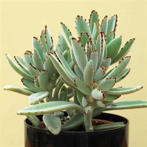 One of the affected cacti fell over the other day where the base had rotted! The 10 Best Succulents to Grow Indoors | Better Homes ...