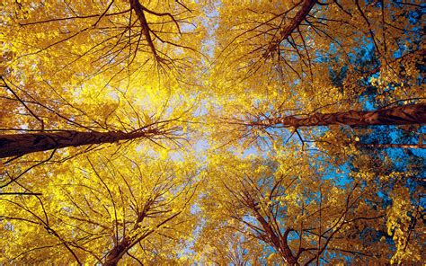 Tree Nature Autumn Bottom View Forest Shooting Hd Wallpaper