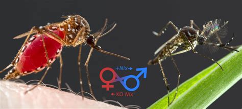 Mosquito Sex Determining Gene Could Help Fight Dengue Fever
