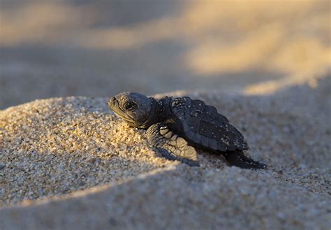 Tourism Can Worsen Deadly Light Pollution In Sea Turtle