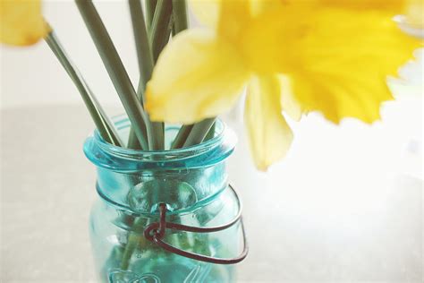 Daffodils In A Vintage Blue Ball Jar Photograph By Lovely Ember Photography