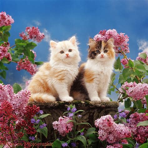 Did you like this article? Cream and calico kittens with pink lilac flowers photo WP37633