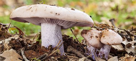 10 White Mushroom Species With Pictures