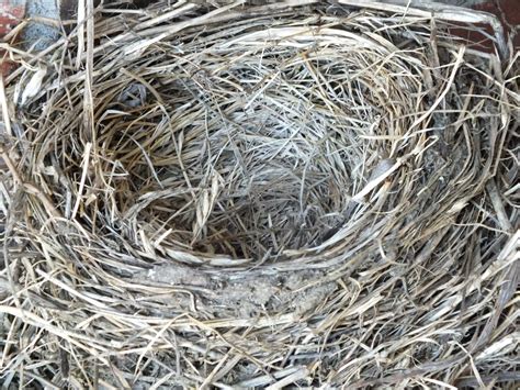 Free Images Nature Branch Wildlife Spring Twig Bird Nest