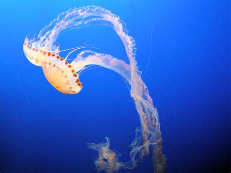 Purple Striped Jelly Chrysaora Colorata Monterey Bay Flickr