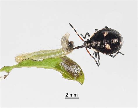 Ai.000444 cermatulus nasalis hudsoni woodward, 1953a; Factsheet: Alpine brown soldier bug - Cermatulus nasalis ...