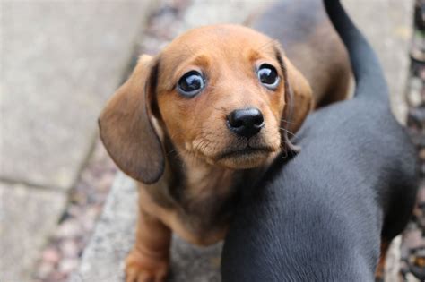 If you are looking to adopt or purchase a dachshund, have dachshund related training or behavior questions, or need to place your dachshund, we may be able to. Miniature Smooth KC registered Dachshund Puppies | Chesterfield, Derbyshire | Pets4Homes