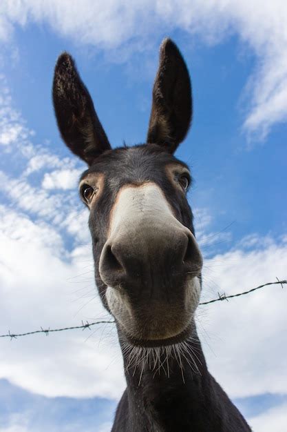 Premium Photo Funny Donkey Looking At Camera Curious Donkey With Big