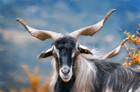 Goat Containing Goat Horns And Curled High Quality Animal Stock