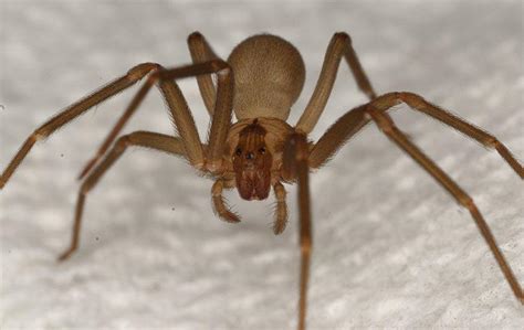 What To Do About Brown Recluse Spiders On Your Denver Property