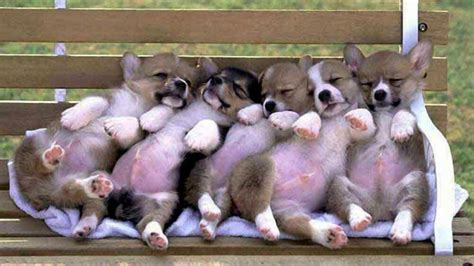 Cute Funny Puppies Wallpaper Animals Wallpaper Better