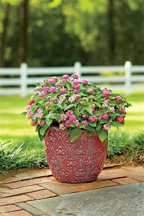 Two tomato plants occupy the largest planters, with culinary parsley, sage, variegated thyme and (nonedible) purple heuchera plants for foliage contrast. Simple Container Garden Flowers Ideas(38) - HomeGardenMagz ...