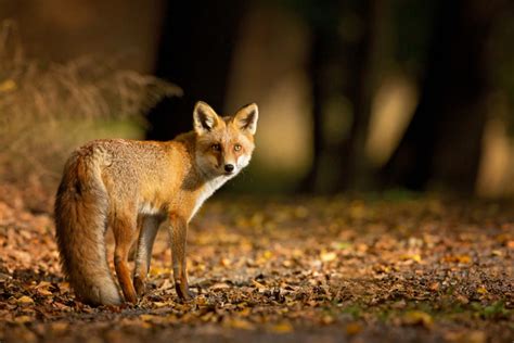 Rabid Foxes Invade Yellow Jacket Campus | Midtown, GA Patch