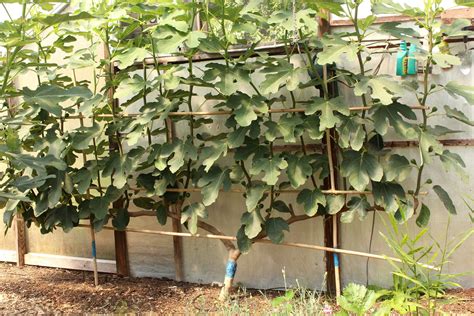 Image Result For Espalier Fig Tree Photos Fig Fig Tree Photo Tree