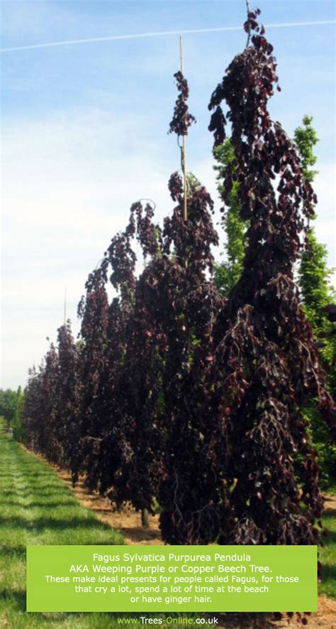 The current season's growth has leaves attached, while the old. Buy Weeping Purple or Copper Beech tree online FREE UK ...