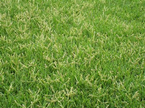 Grassy Weeds Of Summer Identification And Control Walter Reeves The Georgia Gardener