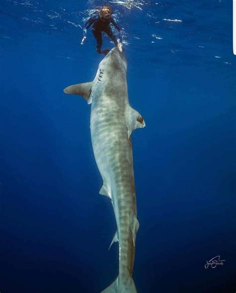 This Tiger Shark Is Massive This Diver Is Stark Raving Mad When Does