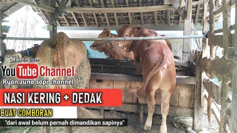 Sisa Nasi Yg Dikeringkan Untuk Comboran Sapi Youtube