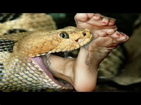 Need snake removal in your hometown? Snake eats Man_Animals Life - YouTube