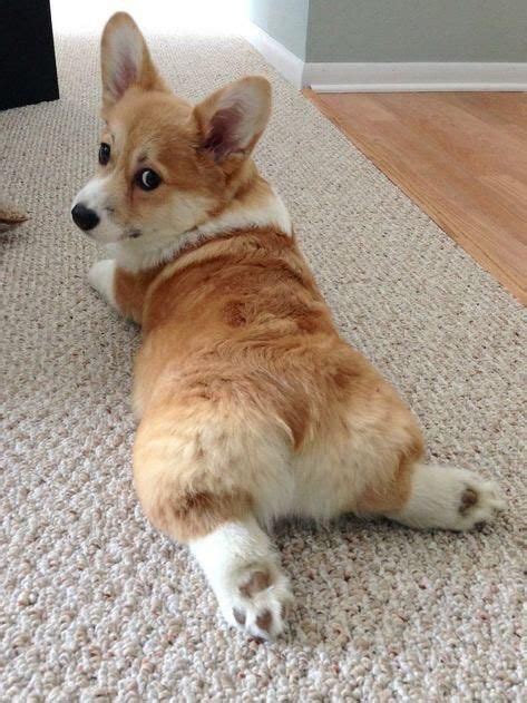 14 Reasons Corgis Are The Most Flawless Dogs In The World Cute Dogs
