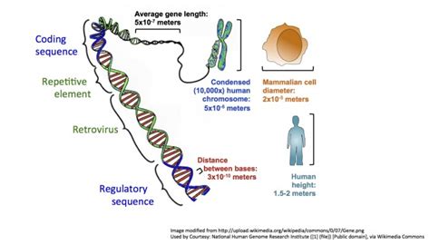 Genes Or Junk Measuring The Functional Genome Science In The News