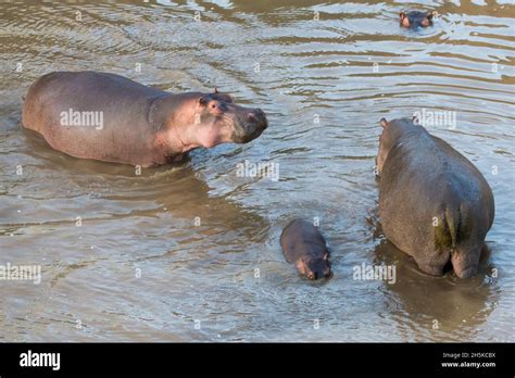 Una Familia De Hipopótamos Hippopotamus Amphibius En Un Río Avistado
