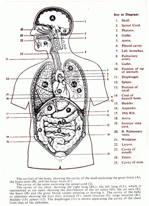 ⬤ flashcards exercise about body parts. body regions clipart for ap - Clipground