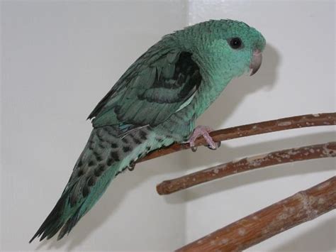 Lineolated Parakeet Facts Care As Pets Behavior Price Pictures
